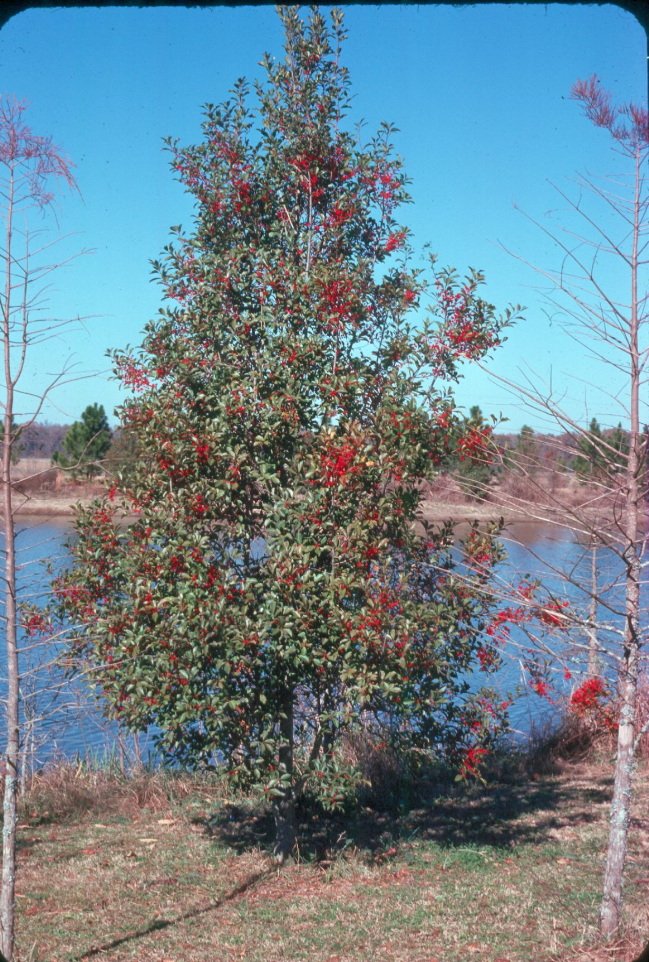 Online Plant Guide Ilex x attenuata 'East Palatka' / East Palatka Holly